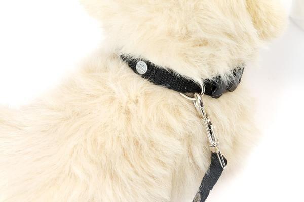 AKC Adjustable Nylon Dog Collar