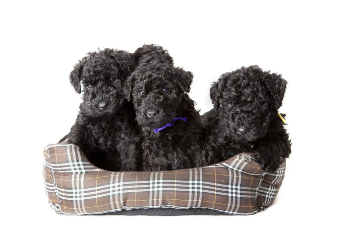 AKC Breeder Reports PRINT
