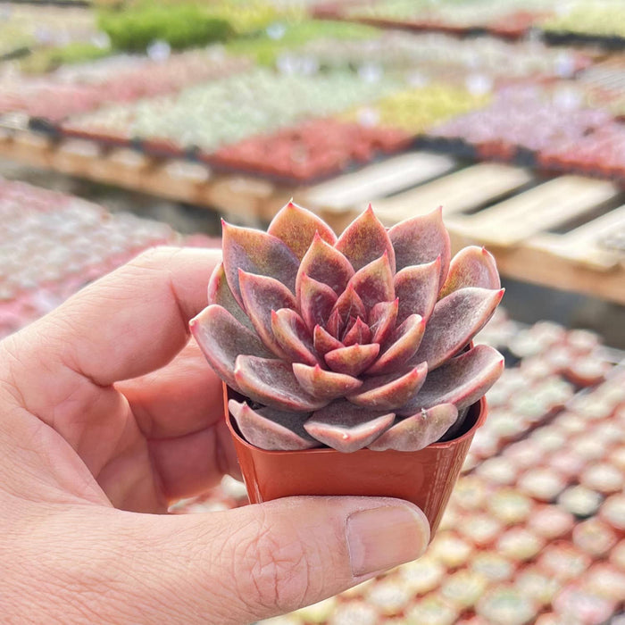 Echeveria 'Chocolate Mousse' (Rare)
