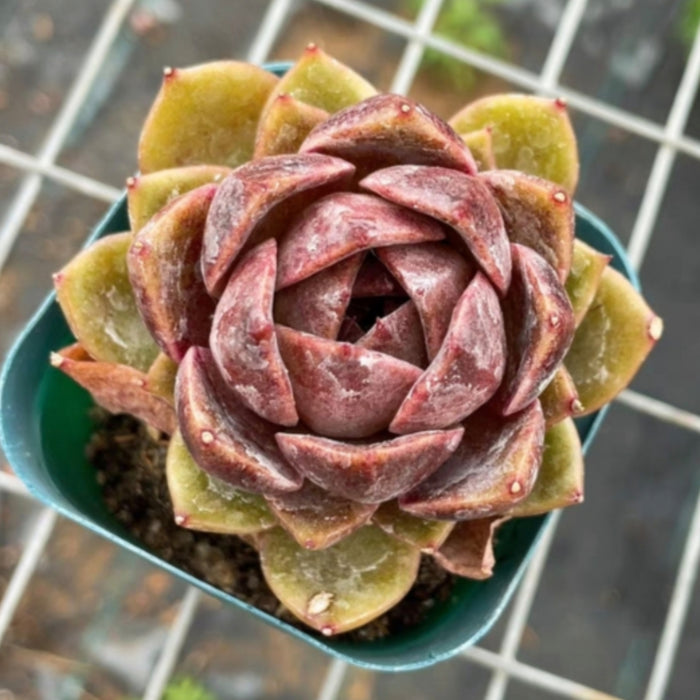 Echeveria 'Chocolate Mousse' (Rare)
