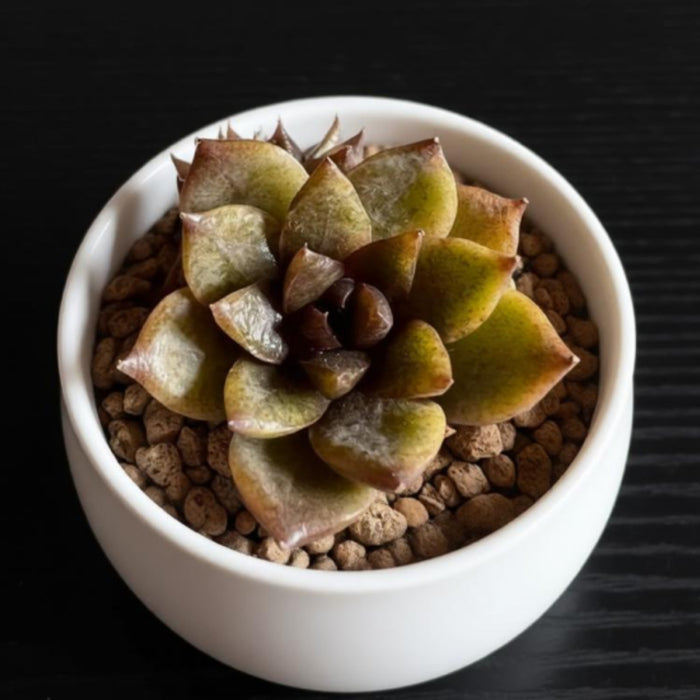 Echeveria 'Chocolate Mousse' (Rare)
