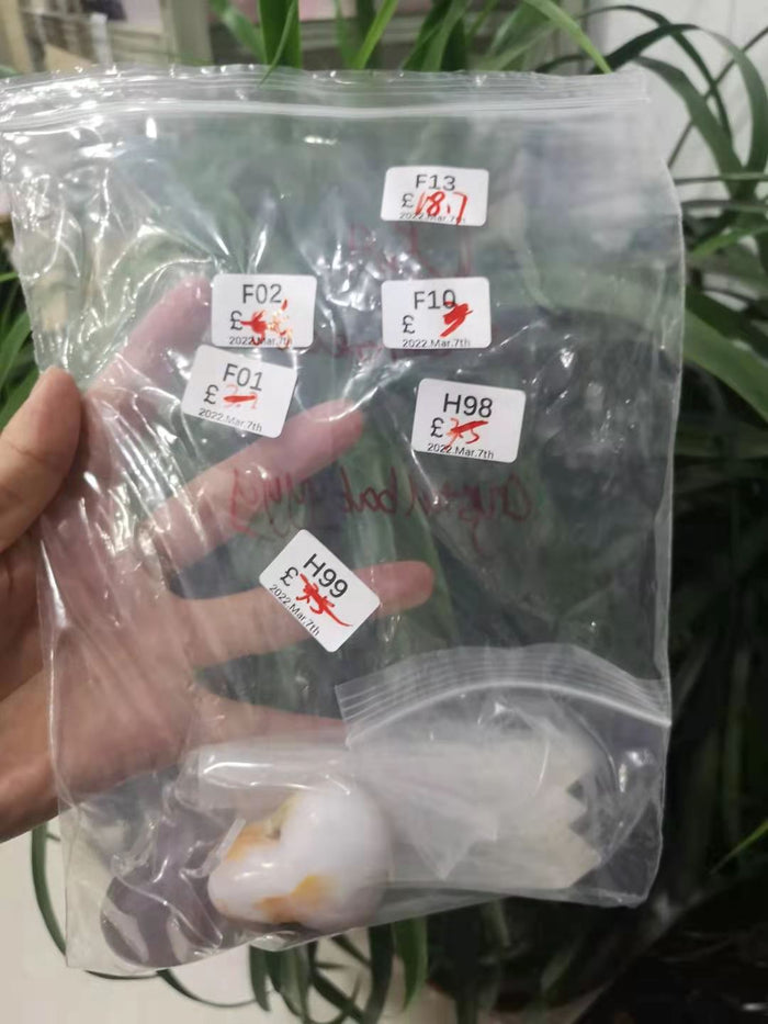 F13-2022.3.7-ANDY